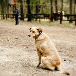 26.04.2020 Kielce. Spacery w lesie na Stadionie / Jarosław Kubalski / Radio Kielce