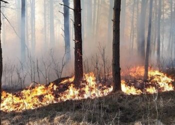 Strażacy wyjeżdżają do pożaru lasu na Lubelszczyźnie