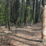 Stadion, uschnięte drzewa. / Wojciech Habdas / Radio Kielce