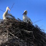 01.04.2020 Łukowa. Bociany w gnieździe / Krzysztof Bujnowicz / Radio Kielce