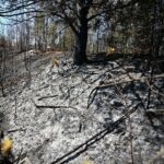 21.04.2020. Sitkówka-Nowiny. Składowisko odpadów / Wiktor Taszłow / Radio Kielce