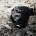 21.04.2020. Sitkówka-Nowiny. Składowisko odpadów / Wiktor Taszłow / Radio Kielce