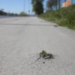 23.04.2020 Kielce. Ścieżka rowerowa wzdłuż ul. Krakowskiej / Wiktor Taszłow / Radio Kielce