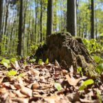 28.04.2020. Bukowa Góra / Wiktor Taszłow / Radio Kielce