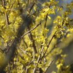 07.04.2020. Kielce. Wiosna w ogródkach działkowych / Wiktor Taszłow / Radio Kielce