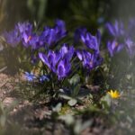 07.04.2020. Kielce. Wiosna w ogródkach działkowych / Wiktor Taszłow / Radio Kielce