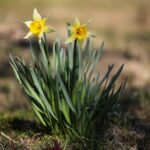 07.04.2020. Kielce. Wiosna w ogródkach działkowych / Wiktor Taszłow / Radio Kielce