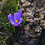 07.04.2020. Kielce. Wiosna w ogródkach działkowych / Wiktor Taszłow / Radio Kielce