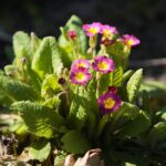 07.04.2020. Kielce. Wiosna w ogródkach działkowych / Wiktor Taszłow / Radio Kielce