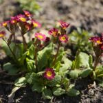 07.04.2020. Kielce. Wiosna w ogródkach działkowych / Wiktor Taszłow / Radio Kielce