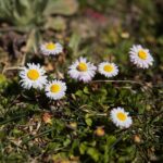 07.04.2020. Kielce. Wiosna w ogródkach działkowych / Wiktor Taszłow / Radio Kielce