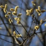 07.04.2020. Kielce. Wiosna w ogródkach działkowych / Wiktor Taszłow / Radio Kielce