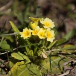 07.04.2020. Kielce. Wiosna w ogródkach działkowych / Wiktor Taszłow / Radio Kielce