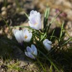 07.04.2020. Kielce. Wiosna w ogródkach działkowych / Wiktor Taszłow / Radio Kielce