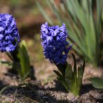 07.04.2020. Kielce. Wiosna w ogródkach działkowych / Wiktor Taszłow / Radio Kielce