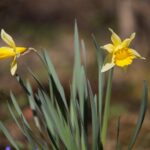 07.04.2020. Kielce. Wiosna w ogródkach działkowych / Wiktor Taszłow / Radio Kielce