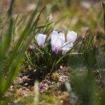 07.04.2020. Kielce. Wiosna w ogródkach działkowych / Wiktor Taszłow / Radio Kielce