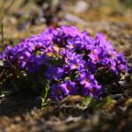 07.04.2020. Kielce. Wiosna w ogródkach działkowych / Wiktor Taszłow / Radio Kielce