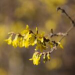 07.04.2020. Kielce. Wiosna w ogródkach działkowych / Wiktor Taszłow / Radio Kielce