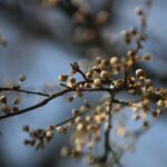 07.04.2020. Kielce. Wiosna w ogródkach działkowych / Wiktor Taszłow / Radio Kielce