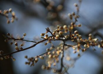 07.04.2020. Kielce. Wiosna w ogródkach działkowych / Wiktor Taszłow / Radio Kielce