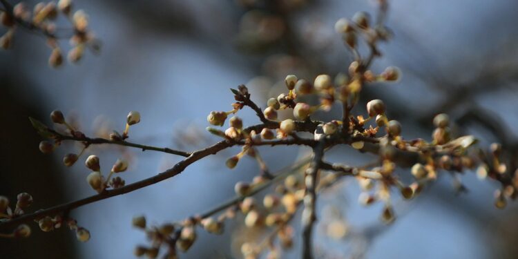 07.04.2020. Kielce. Wiosna w ogródkach działkowych / Wiktor Taszłow / Radio Kielce