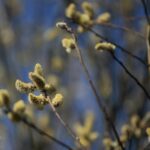 07.04.2020. Kielce. Wiosna w ogródkach działkowych / Wiktor Taszłow / Radio Kielce