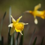 07.04.2020. Kielce. Wiosna w ogródkach działkowych / Wiktor Taszłow / Radio Kielce