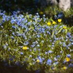 07.04.2020. Kielce. Wiosna w ogródkach działkowych / Wiktor Taszłow / Radio Kielce