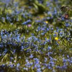 07.04.2020. Kielce. Wiosna w ogródkach działkowych / Wiktor Taszłow / Radio Kielce