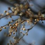 07.04.2020. Kielce. Wiosna w ogródkach działkowych / Wiktor Taszłow / Radio Kielce