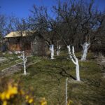 07.04.2020. Kielce. Wiosna w ogródkach działkowych / Wiktor Taszłow / Radio Kielce