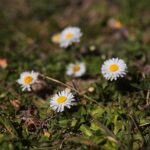 07.04.2020. Kielce. Wiosna w ogródkach działkowych / Wiktor Taszłow / Radio Kielce