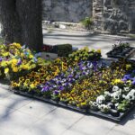 07.04.2020. Kielce. Cmentarz Stary / Wiktor Taszłow / Radio Kielce