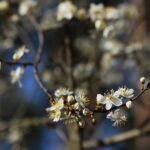 18.04.2020. Kielce. Wiosna w lesie / Wiktor Taszłow / Radio Kielce