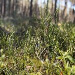 18.04.2020. Kielce. Wiosna w lesie / Wiktor Taszłow / Radio Kielce