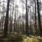 18.04.2020. Kielce. Wiosna w lesie / Wiktor Taszłow / Radio Kielce