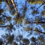 18.04.2020. Kielce. Wiosna w lesie / Wiktor Taszłow / Radio Kielce