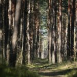 18.04.2020. Kielce. Wiosna w lesie / Wiktor Taszłow / Radio Kielce