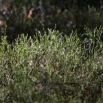 18.04.2020. Kielce. Wiosna w lesie / Wiktor Taszłow / Radio Kielce