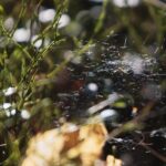 18.04.2020. Kielce. Wiosna w lesie / Wiktor Taszłow / Radio Kielce