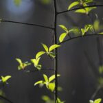 18.04.2020. Kielce. Wiosna w lesie / Wiktor Taszłow / Radio Kielce