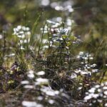 18.04.2020. Kielce. Wiosna w lesie / Wiktor Taszłow / Radio Kielce