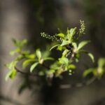 18.04.2020. Kielce. Wiosna w lesie / Wiktor Taszłow / Radio Kielce