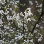 18.04.2020. Kielce. Wiosna w lesie / Wiktor Taszłow / Radio Kielce