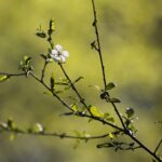 18.04.2020. Kielce. Wiosna w lesie / Wiktor Taszłow / Radio Kielce