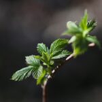 18.04.2020. Kielce. Wiosna w lesie / Wiktor Taszłow / Radio Kielce