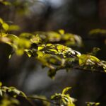 18.04.2020. Kielce. Wiosna w lesie / Wiktor Taszłow / Radio Kielce