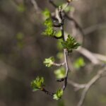 18.04.2020. Kielce. Wiosna w lesie / Wiktor Taszłow / Radio Kielce