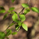 18.04.2020. Kielce. Wiosna w lesie / Wiktor Taszłow / Radio Kielce